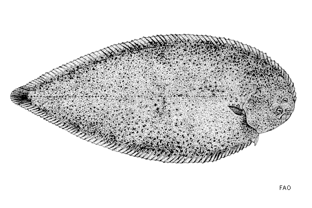 Shallow-Water Sole
