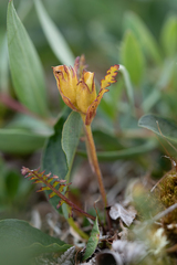 Pedicularis capitata