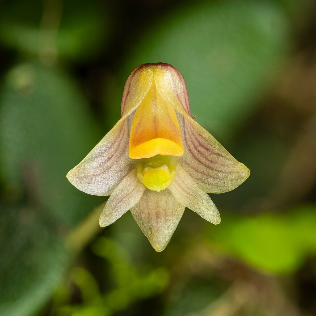 Dendrobium lichenastrum (F.Muell.) Rolfe