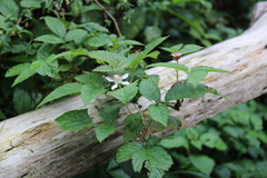 Rubus pringlei