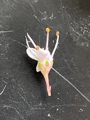 Agathosma riversdalensis