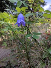 Campanula alaskana