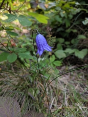 Campanula alaskana