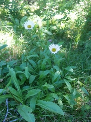 Erigeron peregrinus