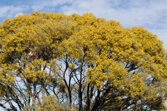 Acacia tephrina