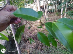 Lacmellea