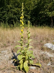 Verbascum