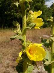 Verbascum