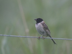 Emberiza yessoensis