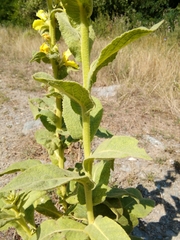 Verbascum
