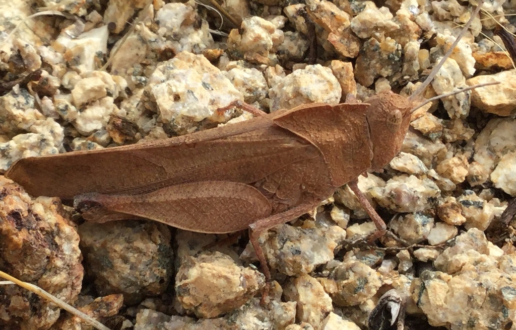 Oak-leaf Grasshopper