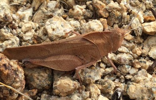Oak-leaf Grasshopper