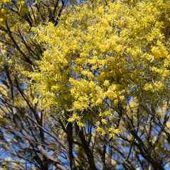 Acacia tephrina