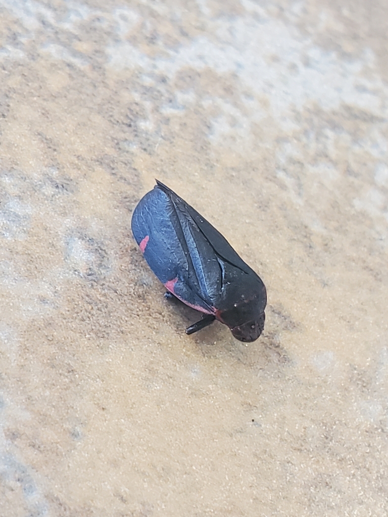 Prosapia ignifera
