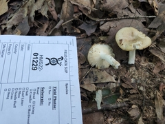 Russula amerorecondita