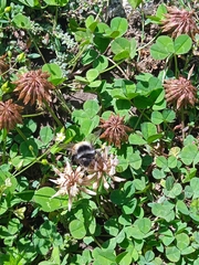 Bombus rufofasciatus