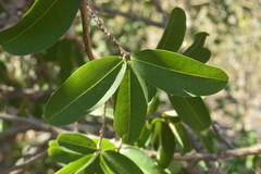 Erythroxylum havanense