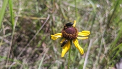 Nemognatha nemorensis