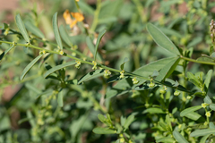 Phyllanthus maderaspatensis