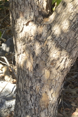 Erythroxylum havanense