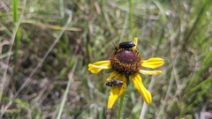 Nemognatha nemorensis