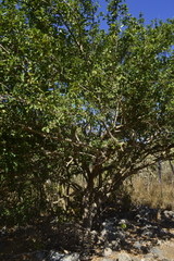 Erythroxylum havanense