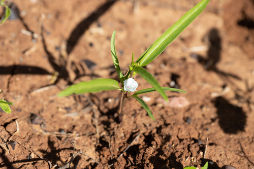 Ipomoea lonchophylla, photograph 4