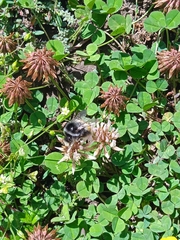 Bombus rufofasciatus