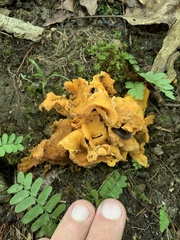Cantharellus flavolateritius