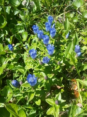 Gentiana platypetala