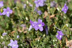 Dipteracanthus australasicus