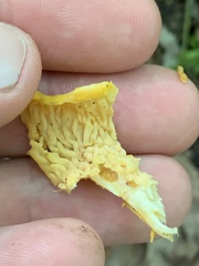 Cantharellus flavolateritius