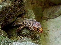 Lepidophyma flavimaculatum