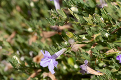 Dipteracanthus australasicus