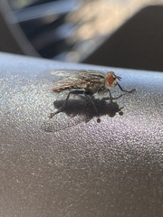 Oestroidea