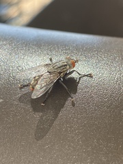 Oestroidea