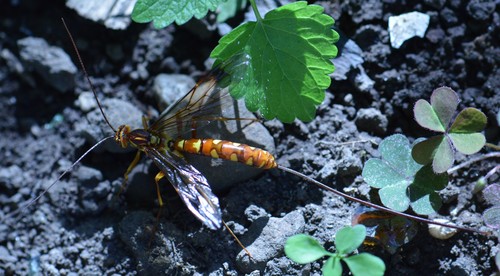 Greene's Giant Ichneumonid Wasp photo 3