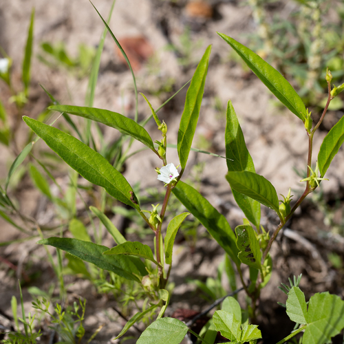 Ipomoea lonchophylla, photograph 3