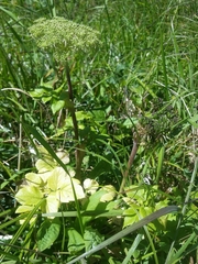 Angelica lucida