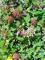 Bombus rufofasciatus