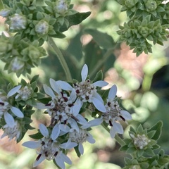 Sericocarpus oregonensis