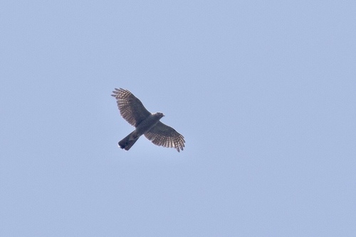 iNaturalist observation photo of American Goshawk