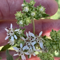 Sericocarpus oregonensis