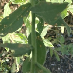 Sericocarpus oregonensis