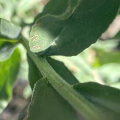 Sericocarpus oregonensis