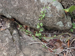 Ipomoea eggersii