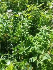 Valeriana sitchensis