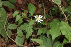 Montanoa frutescens