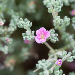 Frankenia serpyllifolia