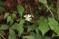 Montanoa frutescens